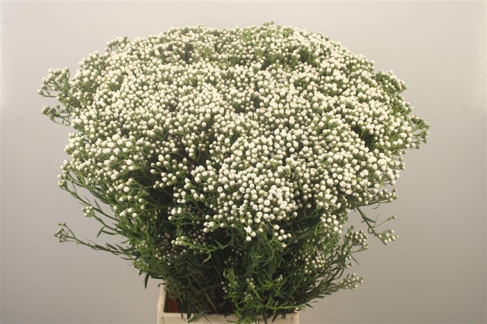 <h4>Ixodia Fresh Per Stem</h4>