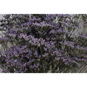 Limonium Skylight