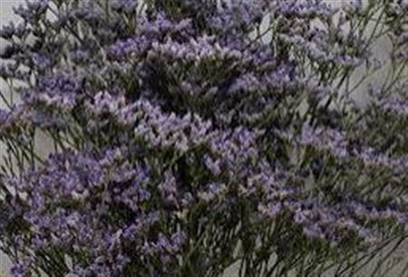 <h4>Limonium Skylight</h4>