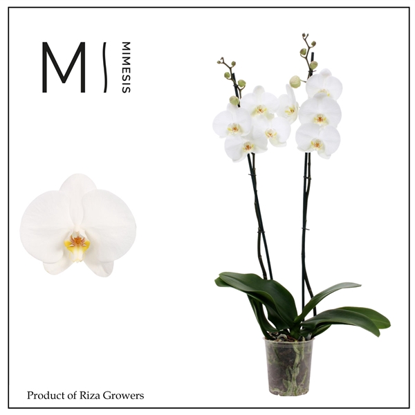 <h4>Mimesis Phal. White bigflower - 2 spike 12cm</h4>