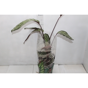 CALATHEA CORA P17