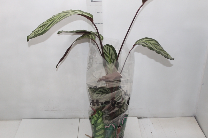 <h4>CALATHEA CORA P17</h4>