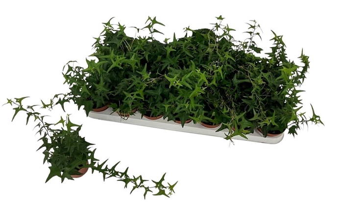 <h4>HED HE TRES COUPE</h4>