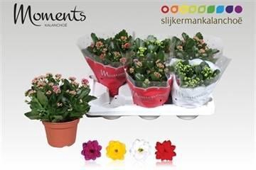 <h4>KAL GE GEM 4 KL</h4>