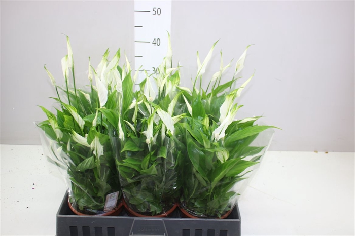 <h4>Spathiphyllum Chopin Schaal</h4>
