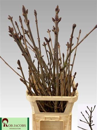 <h4>T Aesculus Hippoc Tak 100cm</h4>