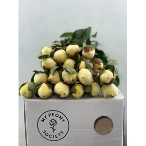 Paeonia Lact. Bridal  Shower