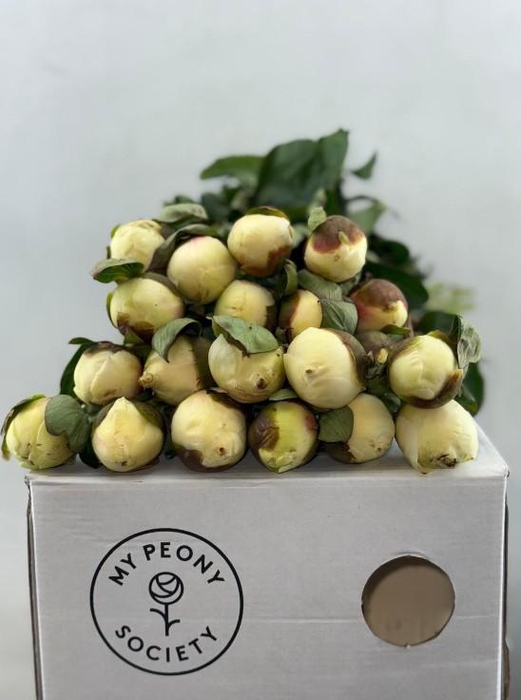 <h4>Paeonia Lact. Bridal  Shower</h4>