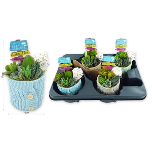 Arrangementen succulenten 6%