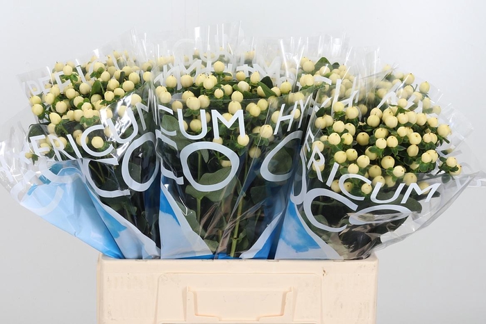 <h4>Hyp Coco Bellimo</h4>