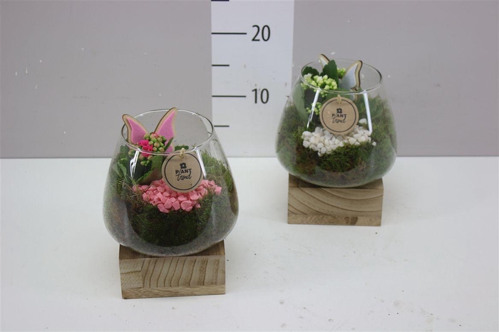 <h4>Arr 4576 Glas Op Hout Voet</h4>