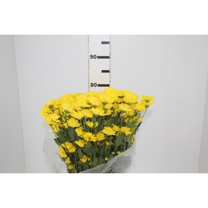 CRISANTEMO SANTINI REJUMBO 080 CM