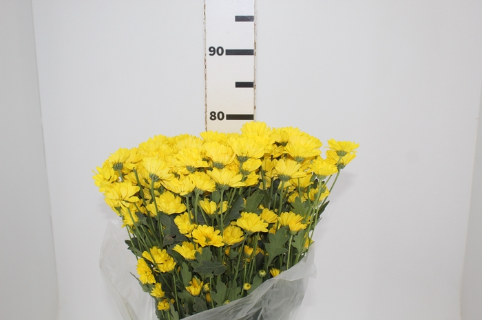 <h4>CRISANTEMO SANTINI REJUMBO 080 CM</h4>
