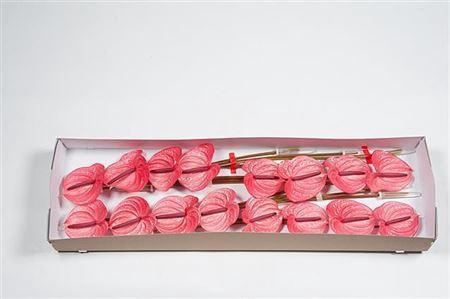 <h4>Anth A Candy X16</h4>