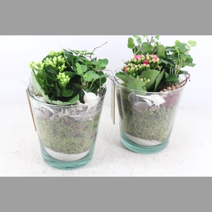 arr2 MB - Glas pot 234/4 - roze/wit