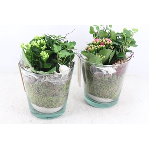 arr2 MB - Glas pot 234/4 - roze/wit