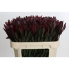 Leucadendron Saf Sunset Dark R.