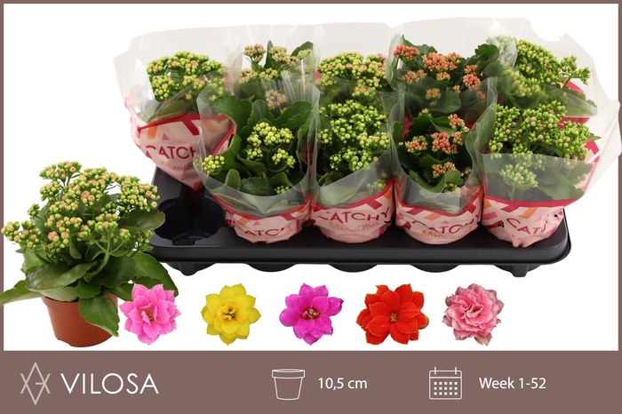 <h4>KAL GE GEM 5 KL</h4>