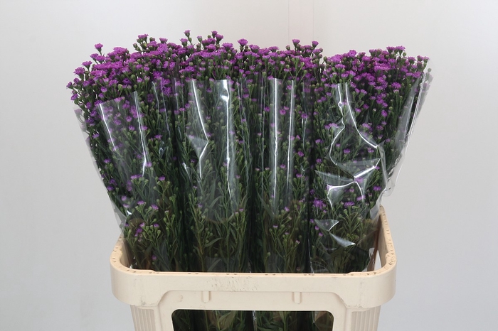 <h4>Aster Baby Pink</h4>
