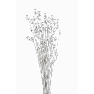 Dried Papaver Silver Bunch