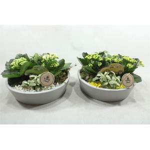 9852 KER. KON LAAG  GEEL-WIT