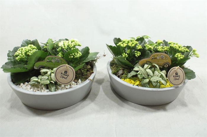 <h4>9852 KER. KON LAAG  GEEL-WIT</h4>