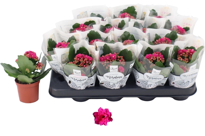 <h4>KAL GE DON VICTORIO</h4>