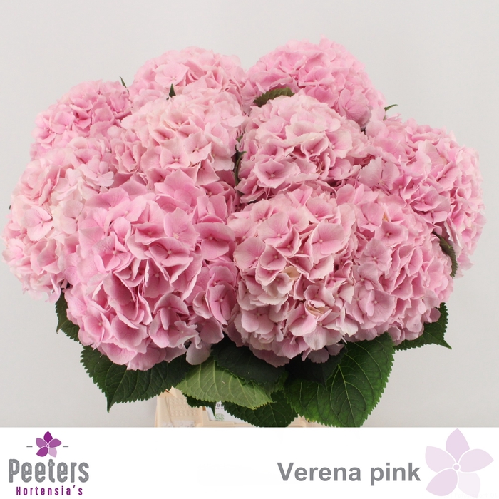<h4>HYDR M CH VERENA</h4>