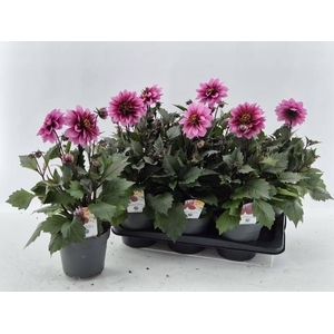 DAHL D LAB GR ROSE