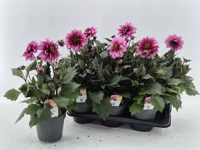 <h4>DAHL D LAB GR ROSE</h4>