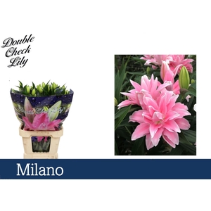 LI OR DU MILANO 2pit