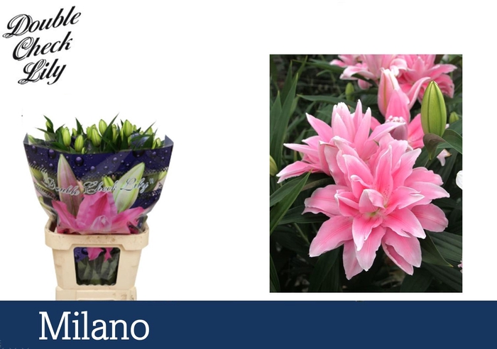 <h4>LI OR DU MILANO 2pit</h4>