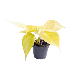Philodendron Neon 6Ø 12cm