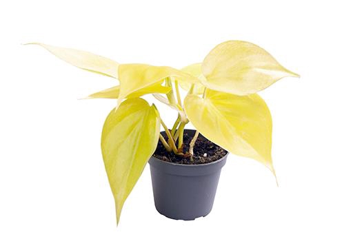 Philodendron Neon 6Ø 12cm