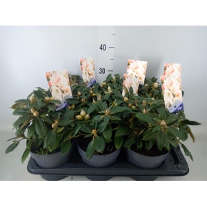 Rhododendron yak. 'Dusty Miller'