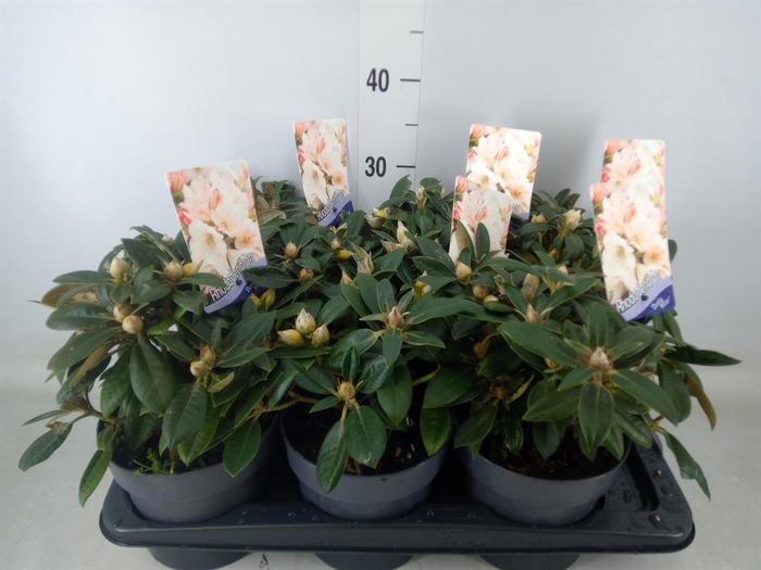 <h4>Rhododendron yak. 'Dusty Miller'</h4>