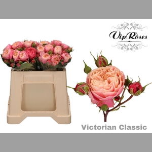 R TR VICTOR CLASSIC@