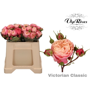 R TR VICTOR CLASSIC@