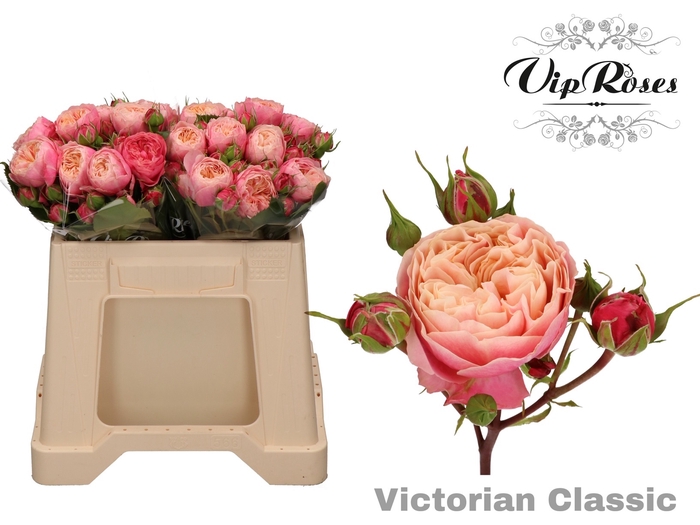 <h4>R TR VICTOR CLASSIC@</h4>