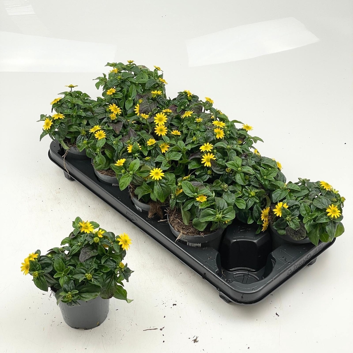 <h4>SANV PROCUMBENS</h4>