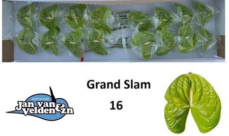 <h4>Anth A Grand Slam</h4>