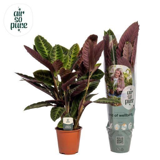 <h4>Calathea Warscewiczii Air so Pure</h4>
