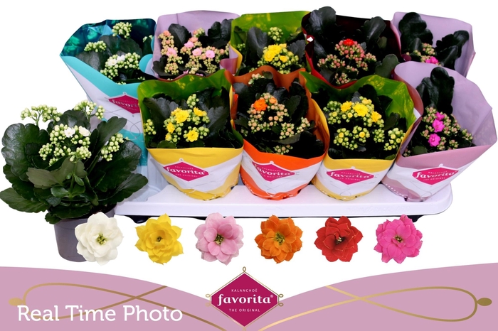 <h4>KAL GE PERF GEM 6 KL</h4>