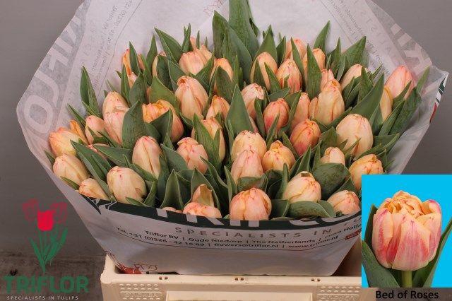 <h4>TU DU BED OF ROSES</h4>