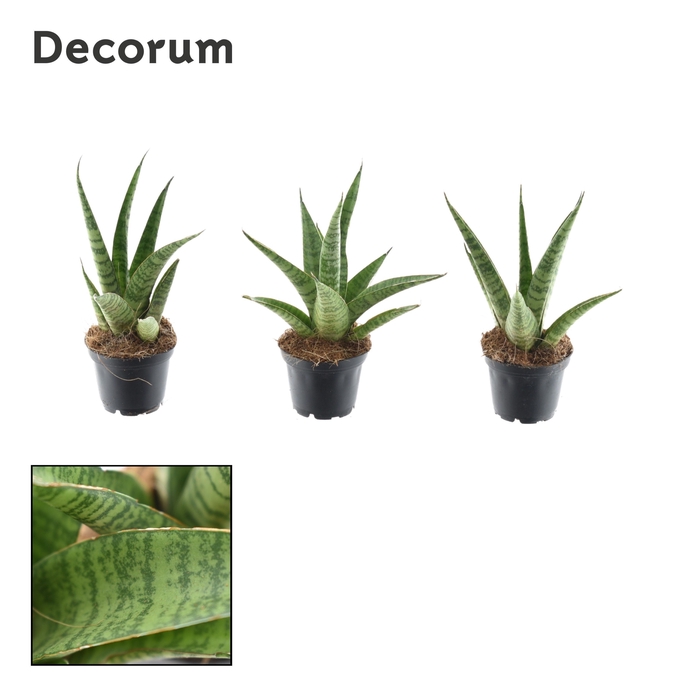 Sansevieria Pineapple 7 cm (Decorum)