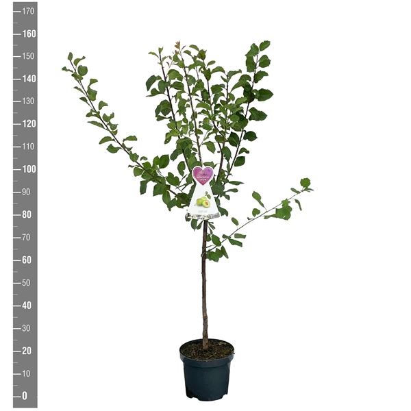 <h4>Prunus d. Reine cl. Verte struik</h4>