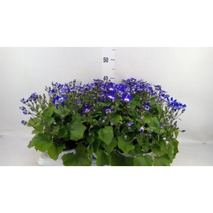 Pericallis cr. 'Senetti Violet Bic'