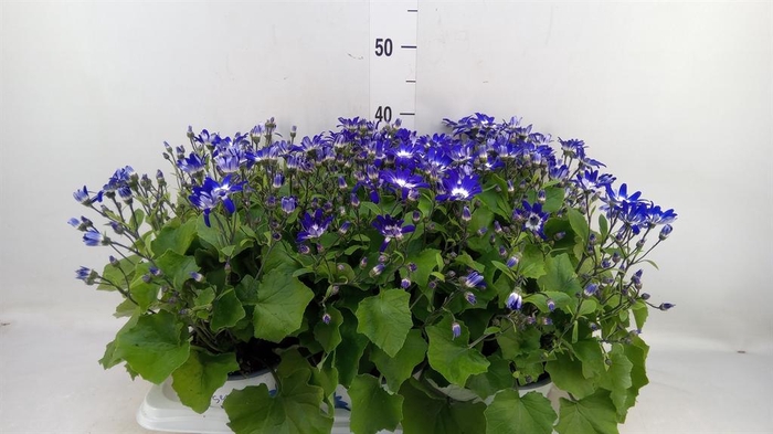 <h4>Pericallis cr. 'Senetti Violet Bic'</h4>