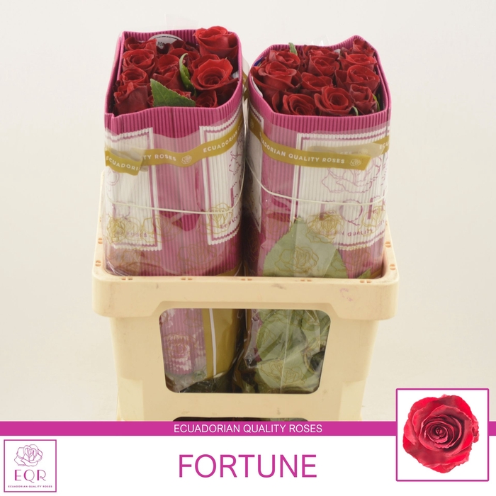 Rosa gr Fortune