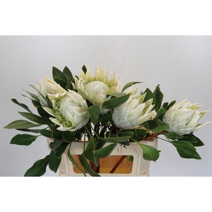 Protea Cyn. Ayoba Arctic Ice